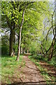 Beech Trees