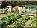 Wickham Allotment