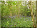 Bluebells in The Plantation