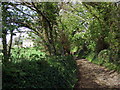 Leafy path to Llys-y-coed