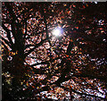 Copper beech tree by Burton Farm