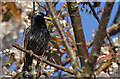 Starling and tree in their spring finery