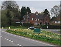 Daffodils, corner of The A26 and Eridge Rd