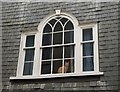 Cat in window, Totnes