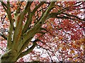 Copper beech in spring, Union Street, Torquay