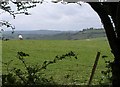 Sheep on Knowle Hill