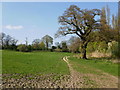 Hill on Hampstead Heath