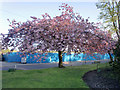 Japanese Cherry, Wellhouse Lane, Barnet