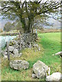 Wall and fence west of Llyn Celyn