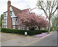 Block of flats with cherry blossom, Monks Drive