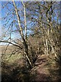 Bridleway in Warren Copse