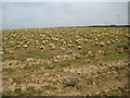SW8060 : Cauliflowers near Treringey by Philip Halling