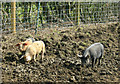 ST7772 : 2010 : Three piglets off Ayford Lane by Maurice Pullin