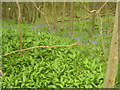 Bluebells and wild garlic in Nackholt Wood