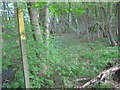 Footpath into Foreland Wood