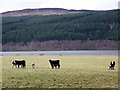 Cows and calves near Donlellan