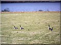 Geese beside Loch Tummel