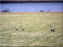 NN7958 : Geese beside Loch Tummel by Maigheach-gheal