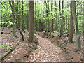 Footpath through Church Wood west of Little London