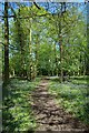 Bluebell Path in Hatters Wood