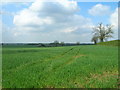 Farmland near High Belthorpe