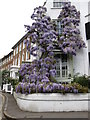 Riverside wisteria