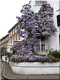TQ1673 : Riverside wisteria by don cload