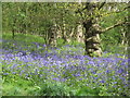 Westley Heights Country Park