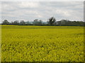 Rape field near Fangfoss