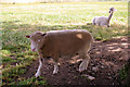 Ram with Llama, Willows Farm, London Colney