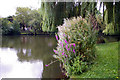 Wild Flowers, River Colne, London Colney