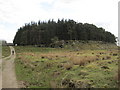 Ash Crag close to Highstead Ash