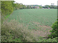 Field of beans east of Hamptonhill Farm