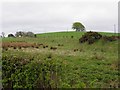 Ranelly Townland