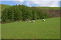 Grazing on the hill