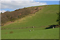 Grazing and woodland on the hill