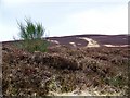 Broom among the heather, Lumley Den