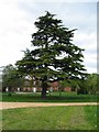 Farm buildings and cedar tree