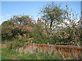 Apple trees, Warboro Farm