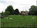 Sheep at Aswarby