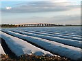 Polythene fields with the M62 Ouse Bridge in the middle distance