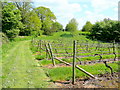 Vineyard at Compton Green