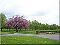 Avenue of Trees, Ecclesfield Park, Ecclesfield, Sheffield - 1