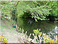 River Lark, Bury St Edmunds, Suffolk