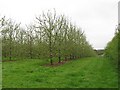 Orchard, Knighton on Teme