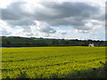 Field of rape seed near Edenmouth