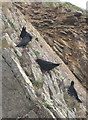 SM7807 : Four choughs on the cliff at Marloes by Bob Jones