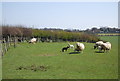 Sheep and lambs, Pannel Lane