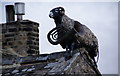 An interloper on the pub roof