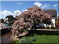 Blossom, Thorverton